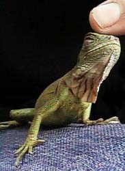 Green Iguanas - Aw, how cute is that?