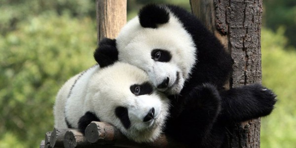 Two Panda Hug 
