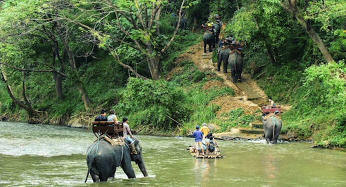 Elephant Trekking in the Jungle of northern Thailand
