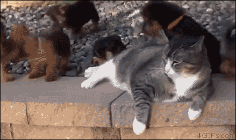 Unimpressed cat being overwhelmed with enthusiastic puppies