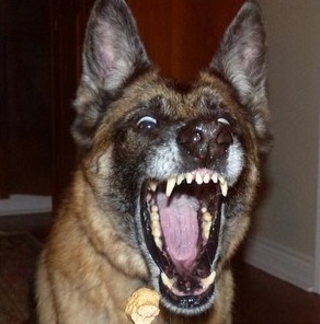 Dog making funny face while catching a cookie