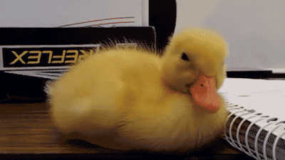 duck, gif, cute, sleeping, faze