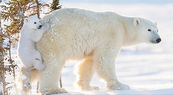 Cute Polar Bear Cub on Mom's Bum