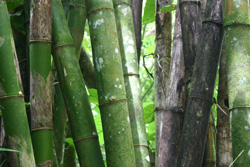 Tobago Bamboo