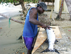 Tobago Fisherman cleans kingfish