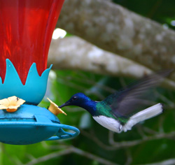 Tobago - Hummingbird feeder
