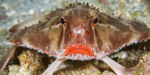 Strange Facts: Lipstick fish scales