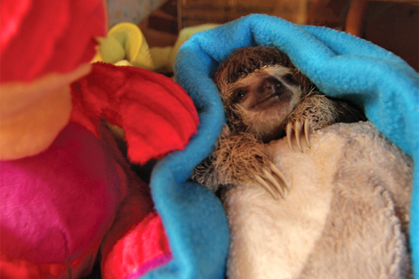 Meet The Sloths Costa Rica